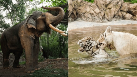 The SIT, led by former SC judge Justice J Chelameswar will carry out a “physical verification” and “inspection” of Vantara and submit its report to the apex court by September 12. The SIT, led by former SC judge Justice J Chelameswar will carry out a “physical verification” and “inspection” of Vantara and submit its report to the apex court by September 12.