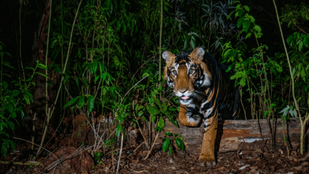 Who is Prasenjeet Yadav? Indian photographer’s picture of rare Black Tiger makes it to Nat Geo cover