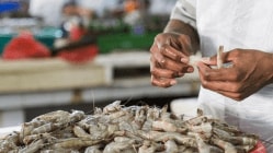 EU’ share in India’s seafood exports was 15% in FY25