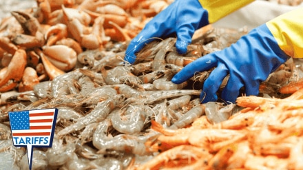Andhra Pradesh faces Rs 25,000 crore loss in shrimp exports due to US tariffs Andhra Pradesh faces Rs 25,000 crore loss in shrimp exports due to US tariffs