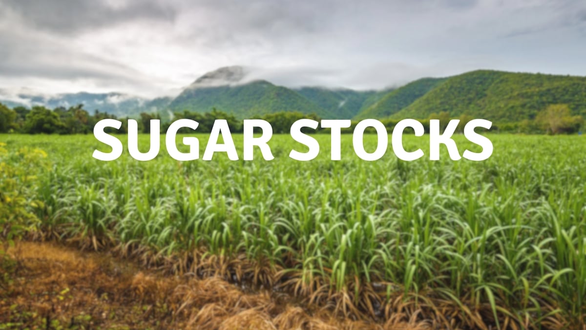 Sugar stocks today, September 02