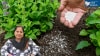 Fertiliser stocks are back in focus
