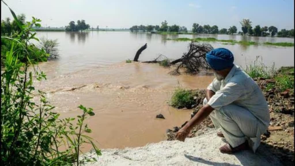 paddy, economy, kharif crops, cotton, bajra, cotton, maize, gram