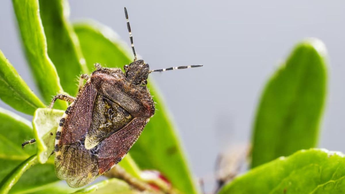 Chagas disease in US