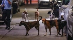 Around 1 million stray dogs in Delhi to be micro-chipped in next two years, says Kapil Mishra