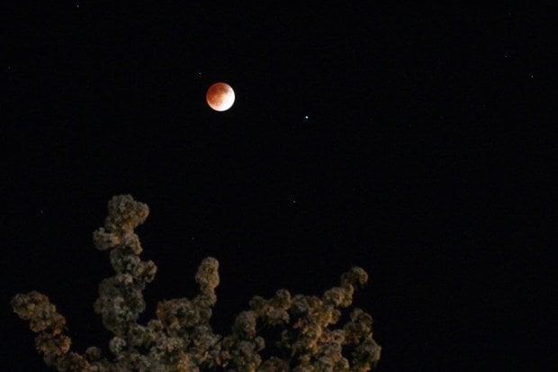 Outside India, parts of Asia and Australia enjoyed the clearest and longest views, as the Moon was high in the sky during the eclipse. In Europe and Africa, the event was visible only briefly during moonrise. (Image: NASA)