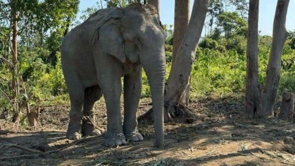 anant ambani, vantara, modi vantara, reliance industries, mukesh ambani, elephant case, temple elephant