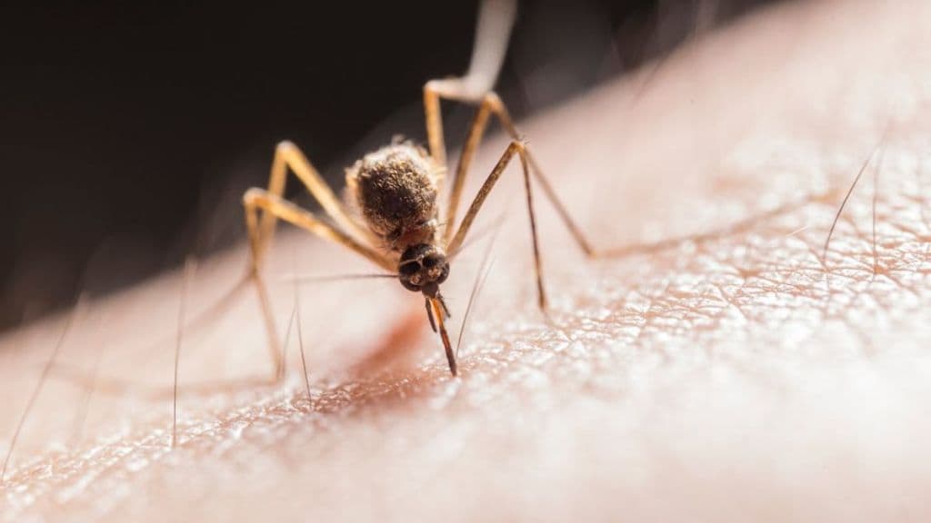 Howe to know if its malaria or chikungunya