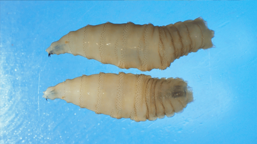 Mexico has confirmed a case of New World screwworm in Nuevo Leon, the US Department of Agriculture (USDA) said. Mexico has confirmed a case of New World screwworm in Nuevo Leon, the US Department of Agriculture (USDA) said.