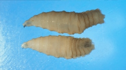 Mexico confirms case of flesh-eating screwworm in Nuevo Leon: USDA