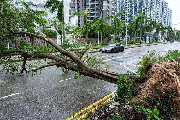 A fallen tree on the road in Tseung Kwan O area, as super typhoon Ragasa approaches in Hong Kong, Wednesday, September 24, 2025. (Photo source: AP)
