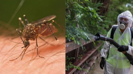 What is chikungunya virus? New York reports the first locally transmitted case in the US in six years