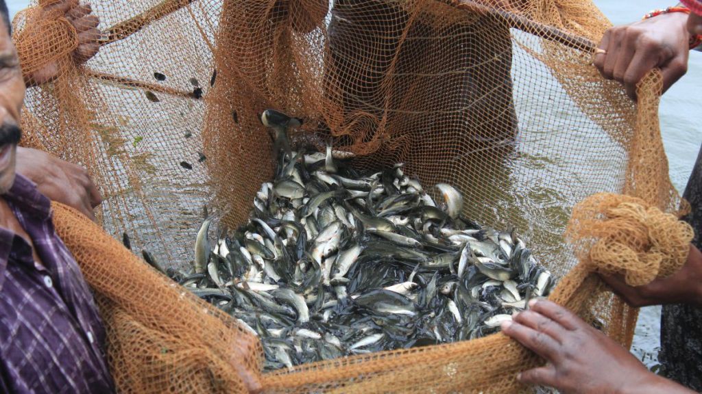 Aquaculture clusters will be set up in Muktsar Sahib (Punjab) and Sirsa (Haryana) under the initiative.