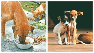 Spare a thought for animals