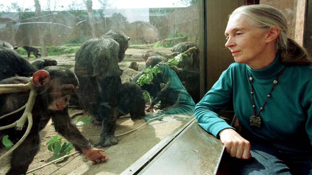 Jane Goodall dies at 91 Jane Goodall dies at 91