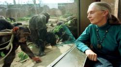 Scientist and global activist Jane Goodall dies at 91