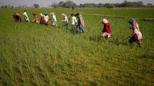 agriculture exports
