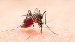 Chikungunya reaches the US for the first time — Doctor reveals first signs and symptoms to watch for