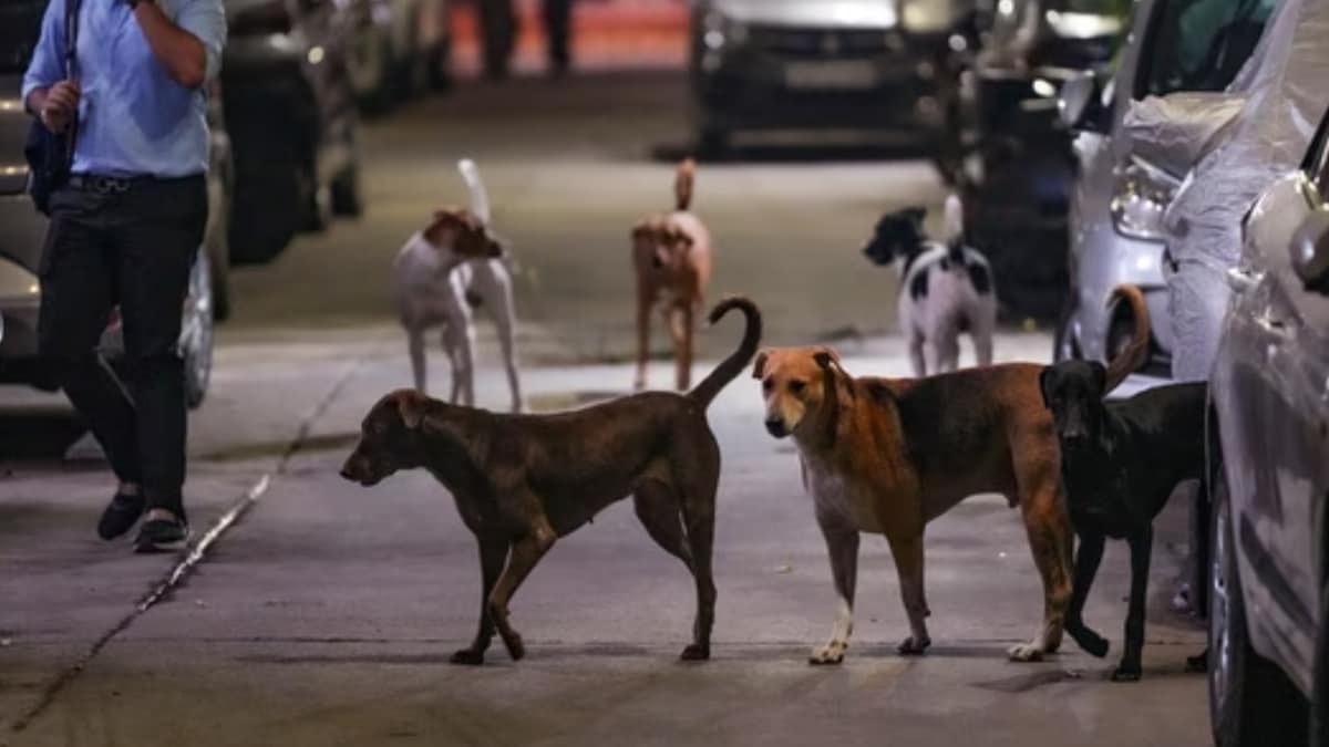 ‘Shouldn’t be any strays on road’: Kenyan, Japanese coaches bitten by dogs at JLN Stadium; people demand action