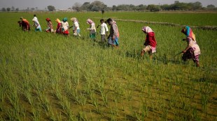 Late Monsoon Rains Devastate Kharif Crops in Maharashtra, Punjab, and Rajasthan. (Image Source: Reuters)