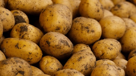 “Nearly 80 per cent of shipments go to Malaysia, the Philippines, Indonesia, Japan, and Thailand, reflecting India’s integration into Southeast Asia’s snack and convenience-food supply chain,” Ajay Srivastav, founder of GTRI, said.