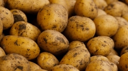 India emerges as key snack supplier in Asia as potato exports rise 450% to $63.3 mn: GTRI