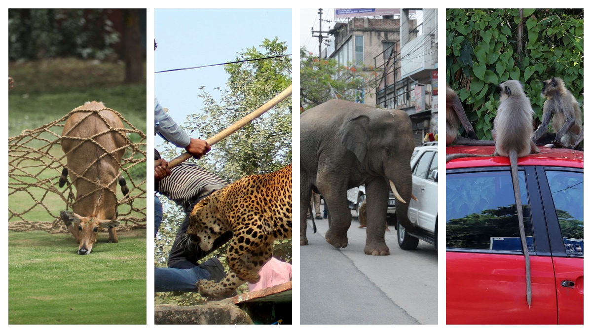 A wild elephant that had strayed into the city from the nearby Amchang wildlife sanctuary being chased by locals in Guwahati, Assam; langurs on top of a parked car near Paldi in Ahmedabad; local residents beating a leopard that had entered their village near Gurugram; a nilgai being rescued by a wildlife team near Rashtrapati Bhavan in New Delhi