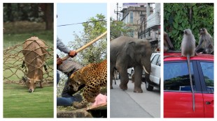A wild elephant that had strayed into the city from the nearby Amchang wildlife sanctuary being chased by locals in Guwahati, Assam; langurs on top of a parked car near Paldi in Ahmedabad; local residents beating a leopard that had entered their village near Gurugram; a nilgai being rescued by a wildlife team near Rashtrapati Bhavan in New Delhi