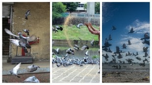 Why Sparrows are Vanishing as Pigeons Take Over Indian Cities