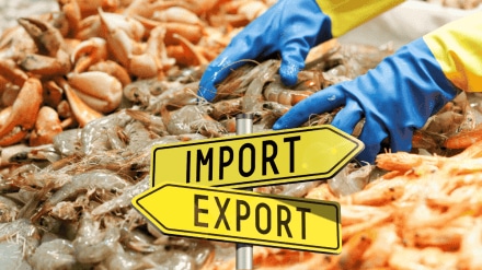 India’s shrimp exports rise 18% despite steep US tariffs, but CareEdge warns of slowdown in H2 India’s shrimp exports rise 18% despite steep US tariffs, but CareEdge warns of slowdown in H2