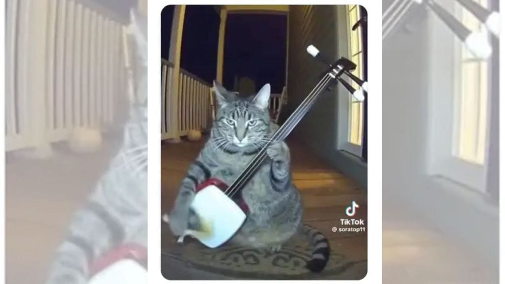 Viral cat clip hits 8 million views as internet embraces AI-generated content: Video inside