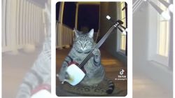 Viral cat clip hits 8 million views as internet embraces AI-generated content: Video inside