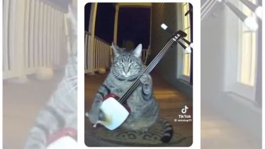 Viral cat clip hits 8 million views as internet embraces AI-generated content: Video inside