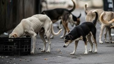 sc stray dogs order, stray dogs order, supreme court, supreme court news