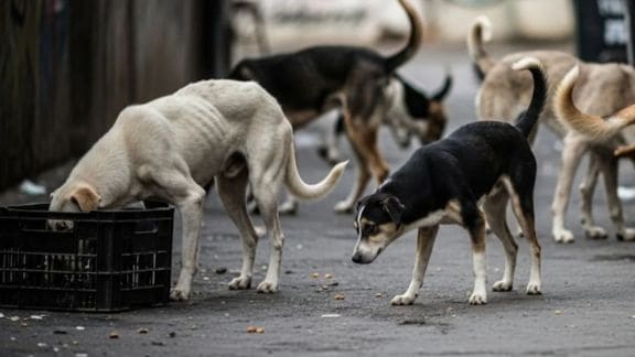 sc stray dogs order, stray dogs order, supreme court, supreme court news
