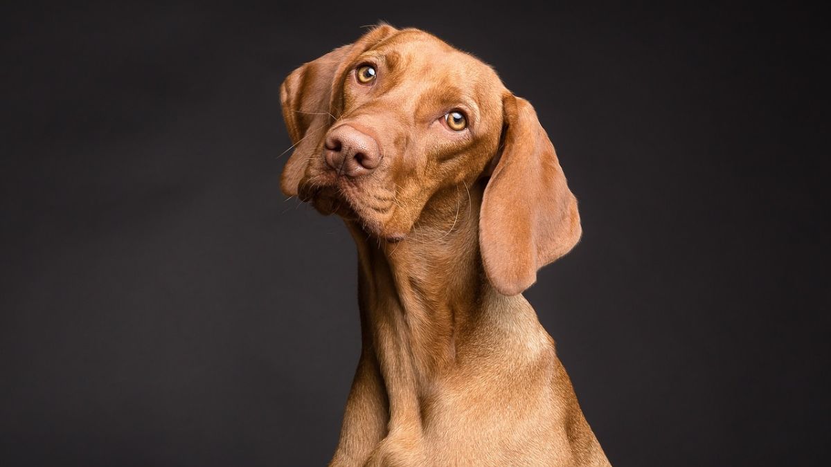 10 most expensive dog breeds in India 10 most expensive dog breeds in India