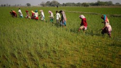 Seed Bill draws flak for lack of compensation for farmers