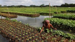 Farm output set to rise 4%; warehousing, exports key to support agricultural growth: NITI Aayog member