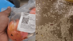 ‘76 kg of expired articles, misleading labels’: Warehouses of Zepto, Blinkit, Swiggy and 5 others inspected in Telangana