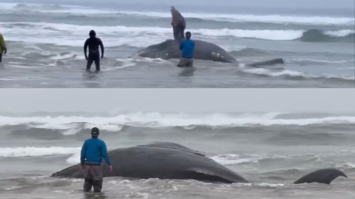 Young humpback whale euthanised after getting caught in fishing net(02)