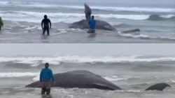 Young humpback whale euthanised after getting caught in fishing net, was stranded for 45 hours