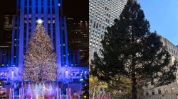 Rockefeller Centre welcomes annual Christmas Tree in New York: History and significance of the tradition