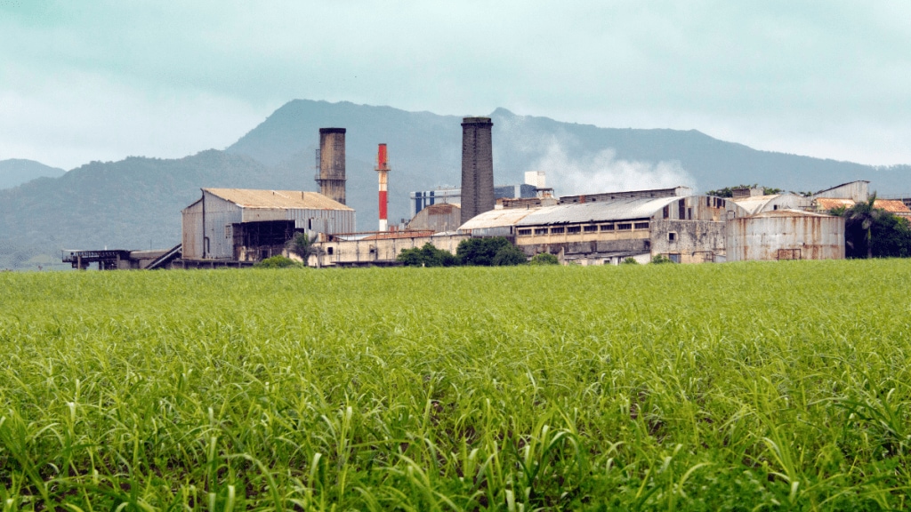 India's sugar production rose 43 per cent to 4.11 million tonnes in the first two months of the 2025-26