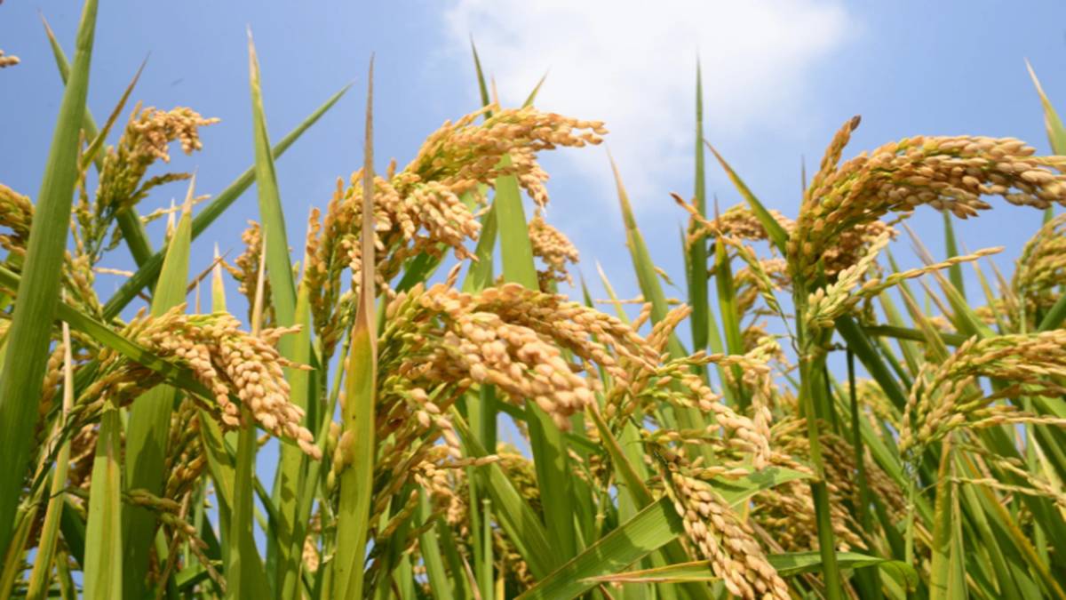 GM crops GM crops