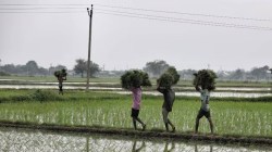 Maharashtra cabinet nod for statewide farm-to-field road connectivity scheme