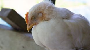 Bird flu