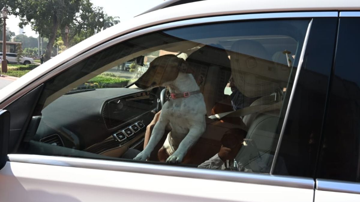 Congress MP Renuka Chowdhary, congress, parliament winter session, winter session, renuka chowdhury, parliament, dog in parliament, parliament dog row