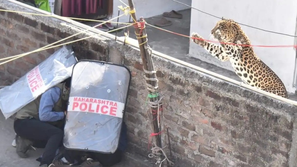 Seven injured as leopard enters residential area in Nagpur, rescue team flags lack of funds, safety gear Seven injured as leopard enters residential area in Nagpur, rescue team flags lack of funds, safety gear