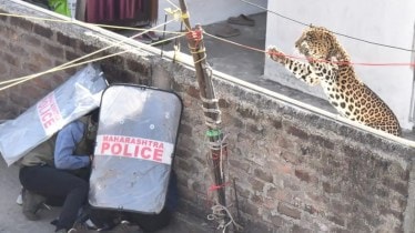 Seven injured as leopard enters residential area in Nagpur, rescue team flags lack of funds, safety gear
