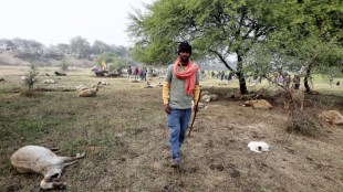 Around 170 sheep die mysteriously in Lucknow; CM announces Rs 10,000 compensation per animal